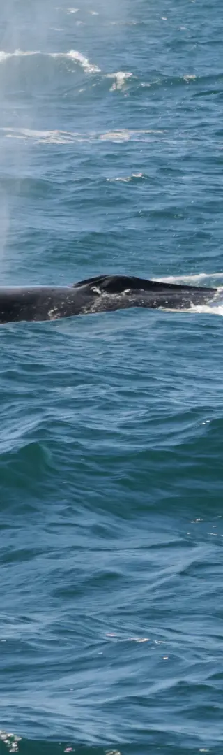 Whale watching
